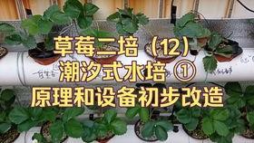 日韩午夜视频草莓