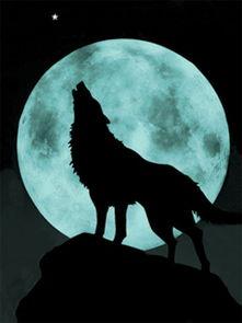 孤独狼成人导航视频